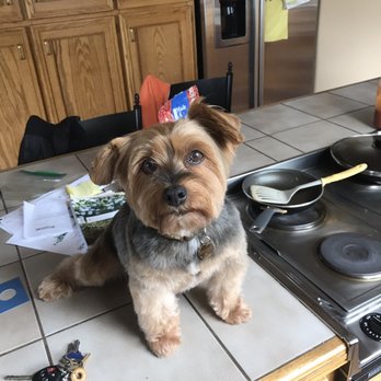 Young Style - Pet Groomers Near Me - Bellevue, Washington