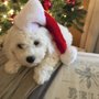Photo of Best Friends Bichon Frise Puppies