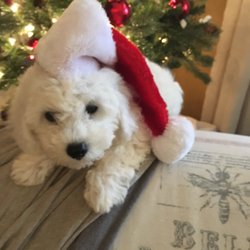 Best Friends Bichon Frise Puppies - The Sweetest Little Cuddle Bugs Ever! Registered Pure Bred BICHON FRISE PUPPIES. text: 713-594-1345
www.bestfriendsbichonpuppies.com