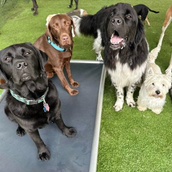 Your Dogs Guru - Playschool Buddies - Pet Training Near Me - Northbrook, Illinois