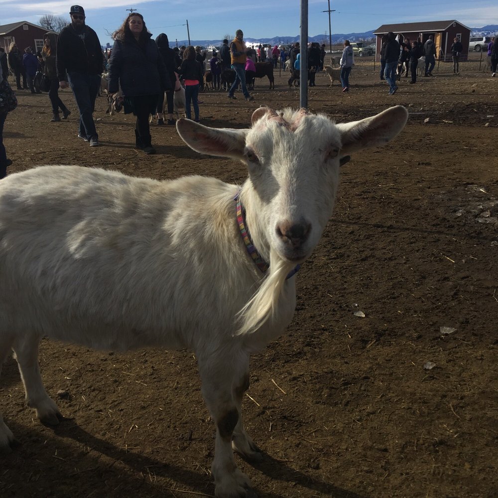 Broken Shovels Farm Sanctuary - Welcome committee chair! - Farms Near Me - Henderson, Colorado Broken Shovels Farm Sanctuary - Welcome committee chair! - Farms Near Me - Henderson, Colorado