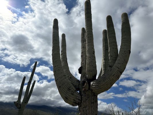 Tanque Verde Ranch by null