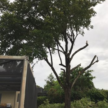 Wolfer Landscape Services - They had already cut away a lot! - Landscaping Near Me - Davie, Florida