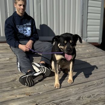 Animal Protection League - Animal Shelters Near Me - Lexington, South Carolina Animal Protection League - Animal Shelters Near Me - Lexington, South Carolina
