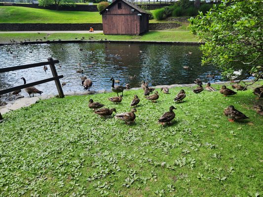 Stanley Park by null