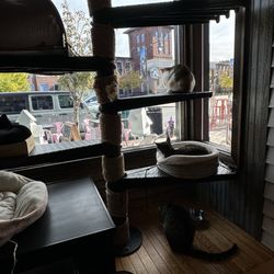The Tipsy Tabby - Front window seats are where they were soaking up the sun.