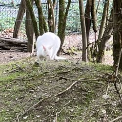 Affen-Vogelpark-Eckenhagen - Känguru