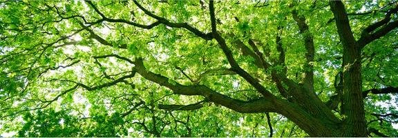 Advanced Arbor Care - tree service in Billings, MT