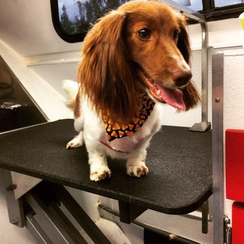 Paw My Heart Pet Spa - Handsome Opie - Pet Groomers Near Me Paw My Heart Pet Spa - Handsome Opie - Pet Groomers Near Me