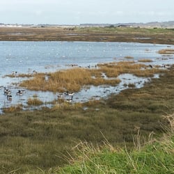 The Bull Wall - Wading birds