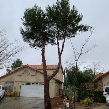 Redwood Arbor Care - Tree Services Near Me Redwood Arbor Care - Tree Services Near Me