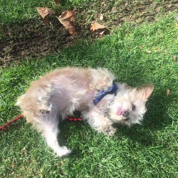 Penny Pampers Pets - Pet Sitting Near Me - Mission Viejo, California Penny Pampers Pets - Pet Sitting Near Me - Mission Viejo, California
