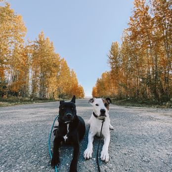 Atlas Working K-9s - Pet Boarding Near Me - Anchorage, Alaska