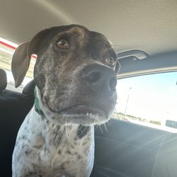Caribou Coffee - Post pup cup milkstache/beard