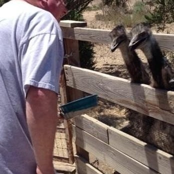 Ostrichland USA - Peckerheads - Attraction Farms Near Me - Solvang, California Ostrichland USA - Peckerheads - Attraction Farms Near Me - Solvang, California
