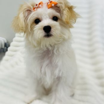 Toko’s Pet Spa - Pet Groomers Near Me - Honolulu, Hawaii