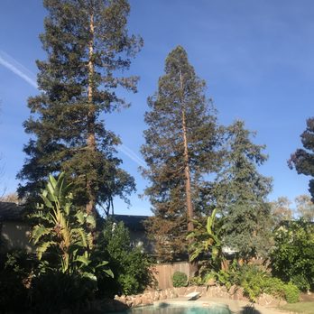 Duran Tree and Yard Service - before - Tree Services Near Me - Lodi, California