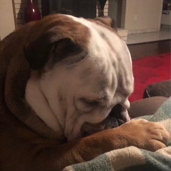 Dogs By Charlene - Dogs by Charlene, this is Woodson - Pet Training Near Me