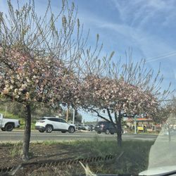 US Post Office - Pretty trees in the parking lot.