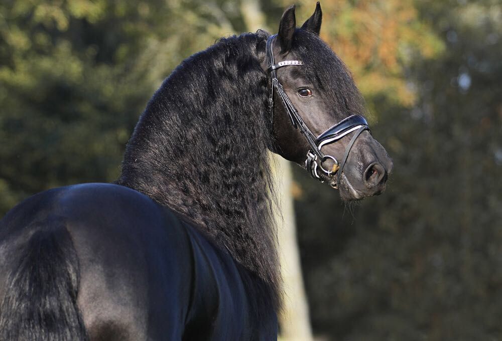 Donalee Rooks, MSW LCSW - Centering Therapy - grief counselor in Alexandria, VA