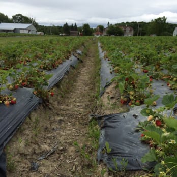 FraiseBec - Well organized - Farms Near Me - Sainte-Anne-des-Plaines, Quebec