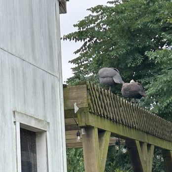 Willoughby Farm - Fowls on the roof - Venues & Event Spaces Near Me - Collinsville, Illinois Willoughby Farm - Fowls on the roof - Venues & Event Spaces Near Me - Collinsville, Illinois