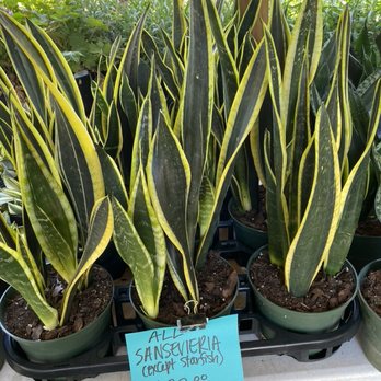 Shadyside Nursery - Sansevieria plants - Nurseries & Gardening Near Me - pittsburgh, Pennsylvania
