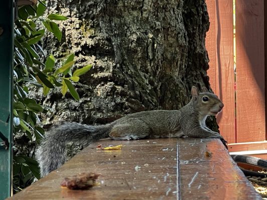 The Pharmacy Burger Parlor by null