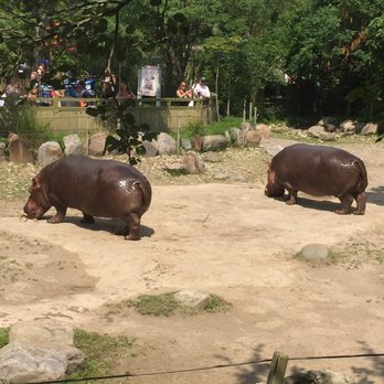 Toronto Zoo - Hippos! - Zoos Near Me - Toronto, Ontario Toronto Zoo - Hippos! - Zoos Near Me - Toronto, Ontario