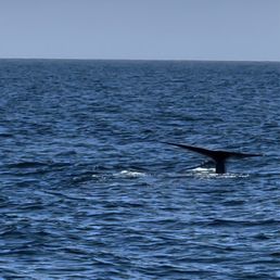 Blue whale tale