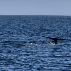 Condor Express Whale Watching - Blue whale tale