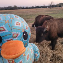 Long Lake Resort - Friendly Bison of Long Lake!