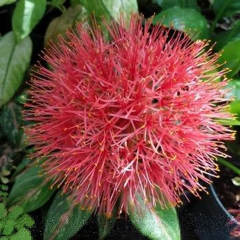 Foster Botanical Garden - Botanical Gardens Near Me - Honolulu, Hawaii