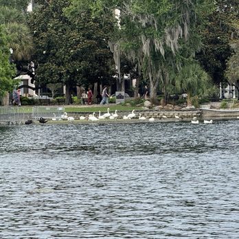 Swan Boat Rentals - So many birds - Boating Near Me - Orlando, Florida Swan Boat Rentals - So many birds - Boating Near Me - Orlando, Florida
