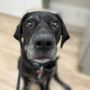 Photo of Charleston Animal Eye Specialists