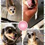 Photo of The Furry and The Fabulous Pet Grooming