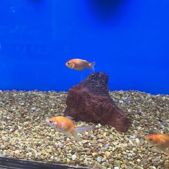 Petco - Pet Stores Near Me - San Jose, California Petco - Pet Stores Near Me - San Jose, California