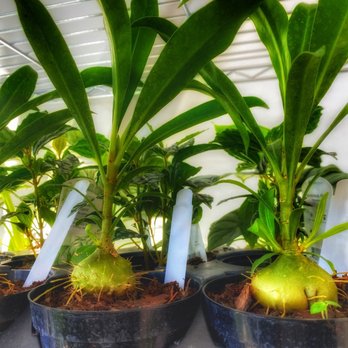 BooSH Nursery - Nurseries & Gardening Near Me - Seattle, Washington