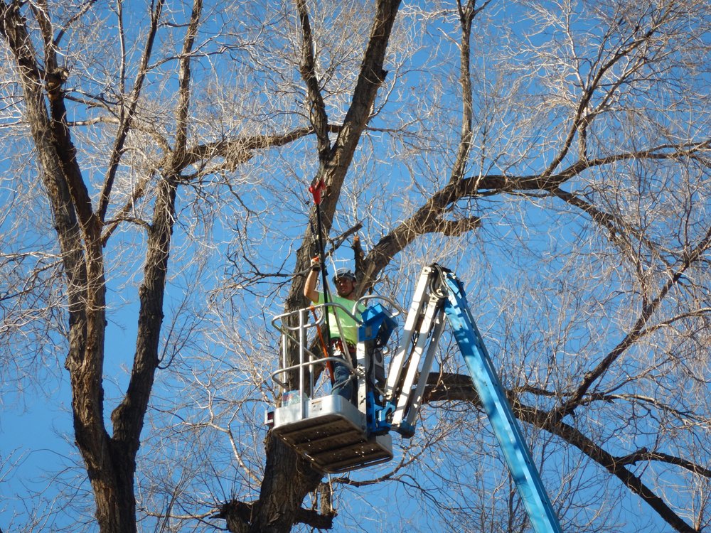 MAXIM’S TREE SERVICE Updated September 2024 17 Photos Littleton