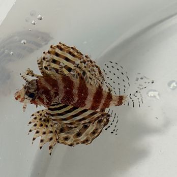 Your Reef Aquarium - Fuzzy Dwarf Lion from YR - Aquarium Services Near Me - Roseville, California Your Reef Aquarium - Fuzzy Dwarf Lion from YR - Aquarium Services Near Me - Roseville, California