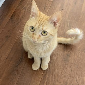 PAW Veterinary Center - Peach! - Veterinarians Near Me - Redondo Beach, California PAW Veterinary Center - Peach! - Veterinarians Near Me - Redondo Beach, California