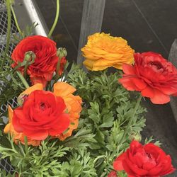 Frank Otte Nursery & Garden Center - Beautiful flowers!