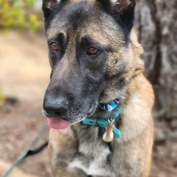 Dapper Dogs - Pet Groomers Near Me Dapper Dogs - Pet Groomers Near Me