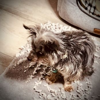Sunset Veterinary Center - The minute I brought Jarvis home from Dr.An's hospital stay ! He is himself again - Veterinarians Near Me - Diamond Bar, California