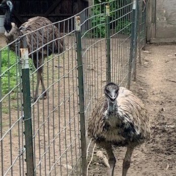 Morning Beckons Farm - Just a few Emu (Emus) - Attraction Farms Near Me - Thompson, Connecticut