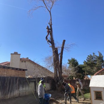 Performance Tree Service - Down to the final cuts. - Tree Services Near Me