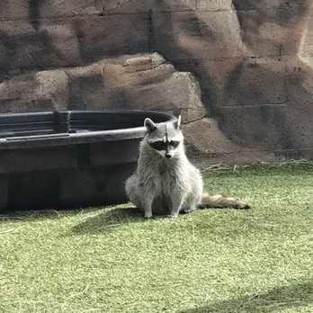 Bearizona - Zoos Near Me - Williams, Arizona