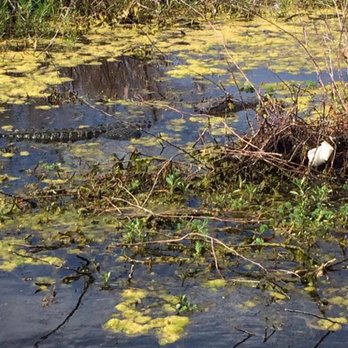 Big Toho Airboat Rides - Tours Near Me - Kissimmee, Florida Big Toho Airboat Rides - Tours Near Me - Kissimmee, Florida