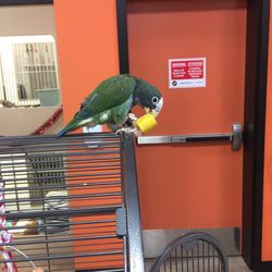 Petland