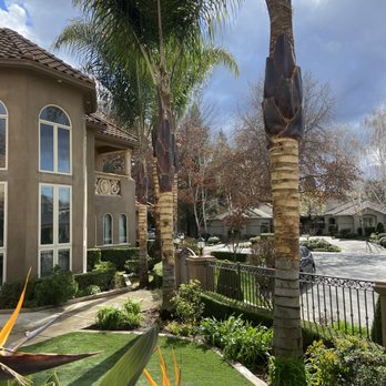Tropical Palms&Trees - Tree Services Near Me Tropical Palms&Trees - Tree Services Near Me